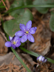First spring flowers in the forest 