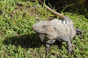 Iguana in Mexico on the beach, Yucatan