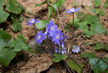 First spring flowers in the forest 
