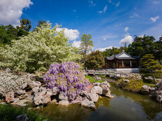 Wisteria blossom in Chinese Garden of Huntington Library