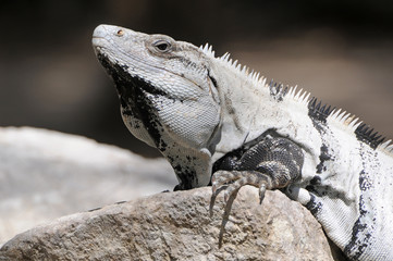 Iguana in Mexico on the beach, Yucatan