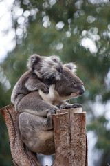 Cute embracing couple of Australian koala bears mother and its baby sleeping on an eucalyptus tree.