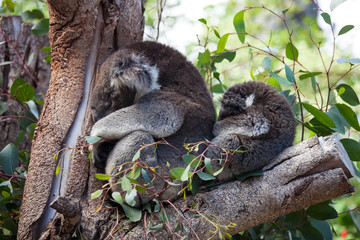 Cute embracing couple of Australian koala bears mother and its baby sleeping on an eucalyptus tree.