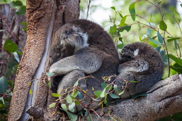 Cute embracing couple of Australian koala bears mother and its baby sleeping on an eucalyptus tree.