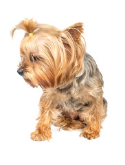 Dog Yorkshire Terrier