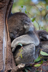 Cute embracing couple of Australian koala bears mother and its baby sleeping on an eucalyptus tree.