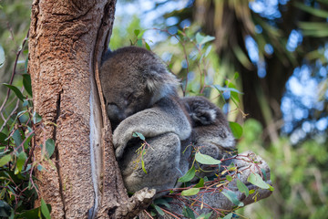 Cute embracing couple of Australian koala bears mother and its baby sleeping on an eucalyptus tree.