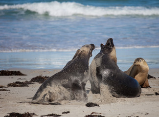 Australian sea lion, Neophoca cinerea, on the beach at Seal Bay, Kangaroo Island, South Australia, Australia.