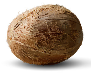 Whole coconut on a white background. 3D vector. High detailed realistic illustration