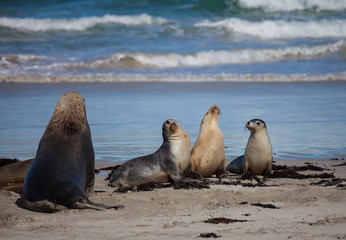 Fototapeta premium Australian sea lion, Neophoca cinerea, on the beach at Seal Bay, Kangaroo Island, South Australia, Australia.