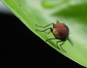 The Eyes Of The Flies