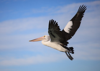 Fototapeta na wymiar Australian Pelican Pelecanus conspicillatus flying against the background of the blue sky. Australia.