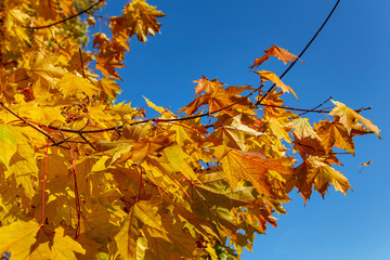 Сolored autumnal maple leaves