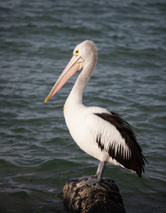 Australian Pelican Pelecanus conspicillatus on the stone. Australia.