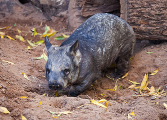 Gorgeous Burly Southern Hairy-Nosed Wombat burrows the sand in surrounded of yellow leaves.