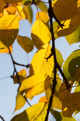 color of the foliage of trees