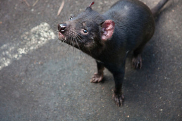 Closeup portrait of the Tasmanian devil Sarcophilus harrisii waiting feeding in the zoo.