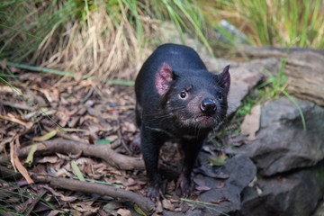 Naklejka na ściany i meble Closeup portrait of the Tasmanian devil Sarcophilus harrisii looking at the camera.