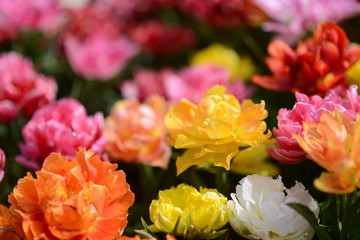 Tulpen