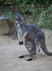 Close up portrait famale Kangaroo with cute joey hiding inside the pouch. Australia.