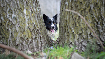 A curious border collie puppy observes the world hidden in the trees