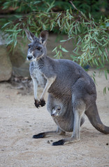 Naklejka na ściany i meble Close up portrait famale Kangaroo with cute joey hiding inside the pouch. Australia.