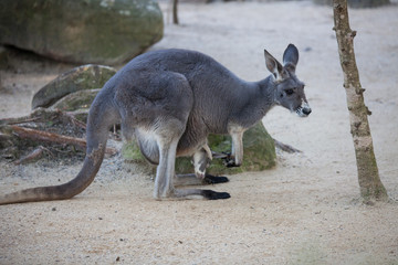 Close up portrait famale Kangaroo with cute joey hiding inside the pouch. Australia.