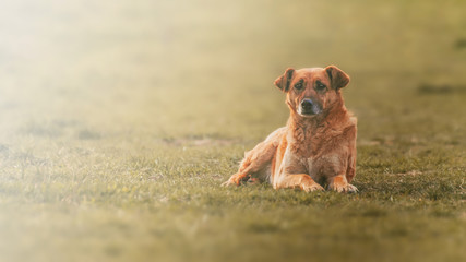 sad homeless dog face sitting on the street with blurred background