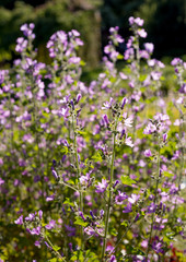 Obraz premium Alcea pallida flowers grow in the garden