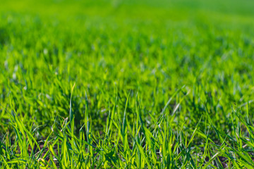 green grass texture
