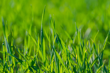 green grass texture