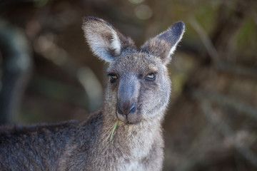 Portrait of young cute australian Kangaroo standing in the field and looking at the camera.