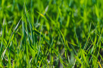green grass texture
