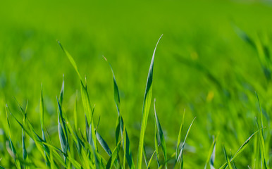 green grass texture