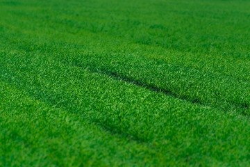 green grass texture