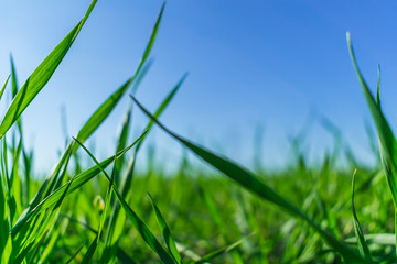 Green grass over a blue sky.