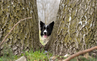 A curious border collie puppy observes the world hidden in the trees