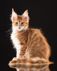 Maine Coon kitten