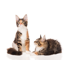 Maine Coon kittens