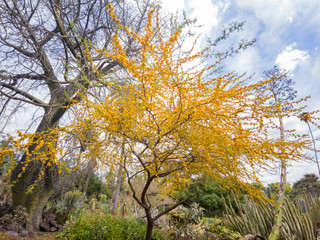 The beautiful Acacia chinchillensis (chinchilla wattle) blossom