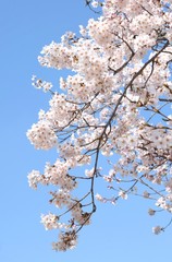 美しい桜の花と青空、日本の春の風景