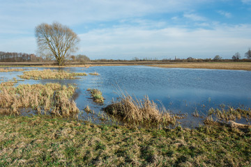 View on a sunny day on a flooded meadow with water after rain, large tree without leaves on the horizon