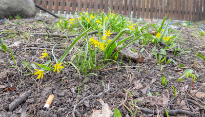 first spring flower