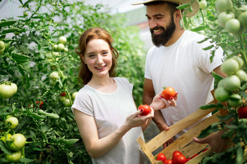 Two people working in a greenhouse.