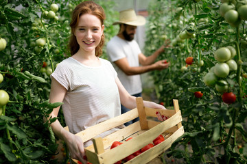 Young couple of farmers working in greenhouse