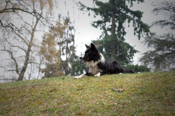 A dirty and wet border collie puppy posing happy in the countryside
