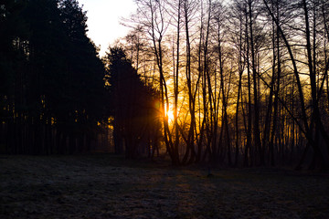 morning sunrise in the forest on the lawn, the sun shines through the trees