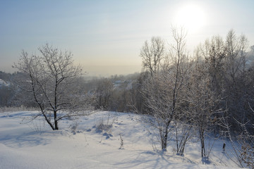 Beautiful winter landscape with snowy trees in sunny frosty day.