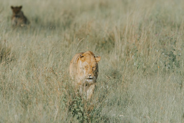 Portrait Lion in Tanzania