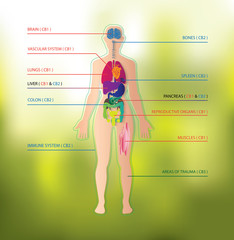 human endocannabinoid system with CBD1 & CBD2